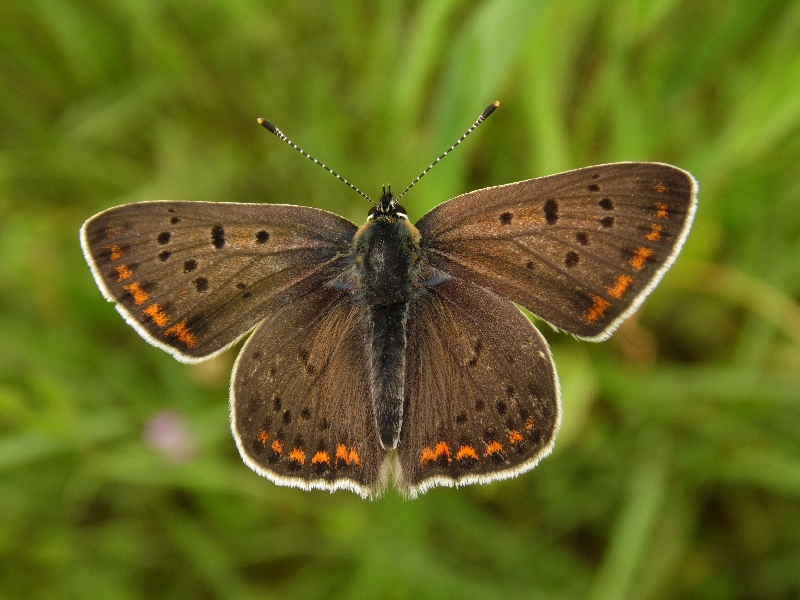 Lycaena tityrus M